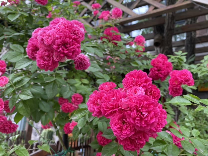 盆栽番石榴树：室内养护指南